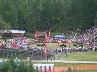Photo of Ringkuhkampf which is local cow fighting at Bifig just above Saas Fee.  The cows just push each other really